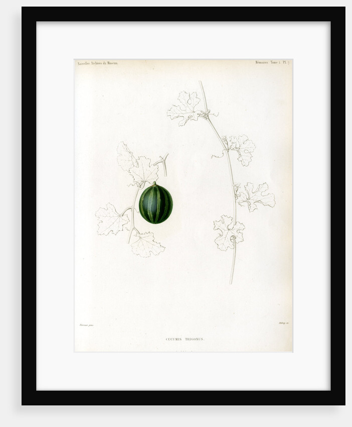 Bitter guard by Debray