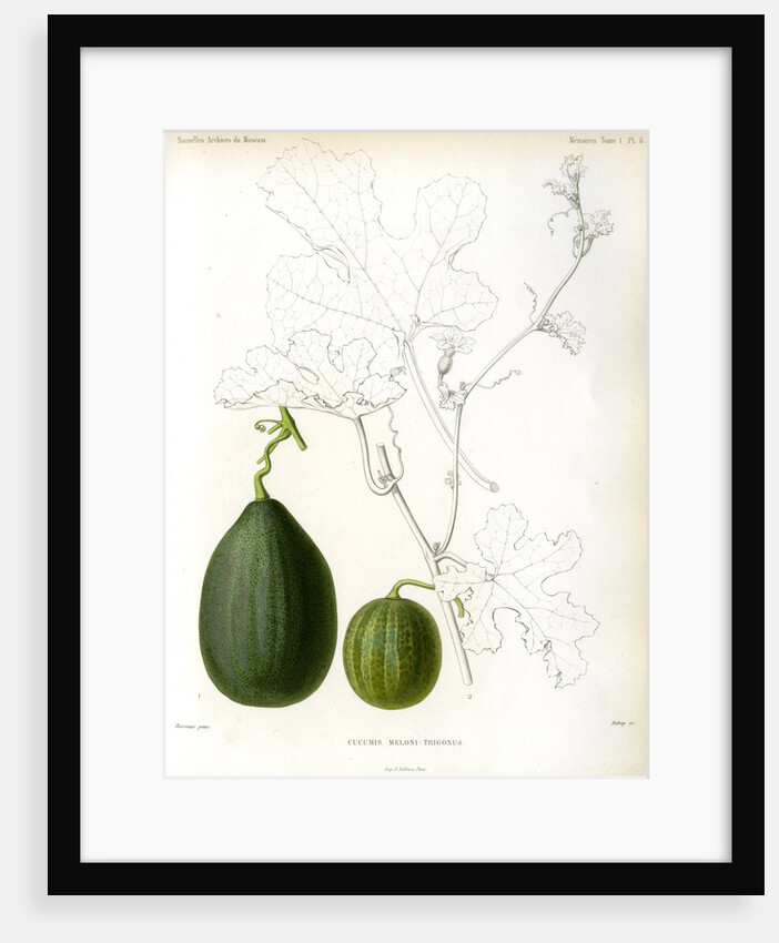 Cucumis hybrids by Debray