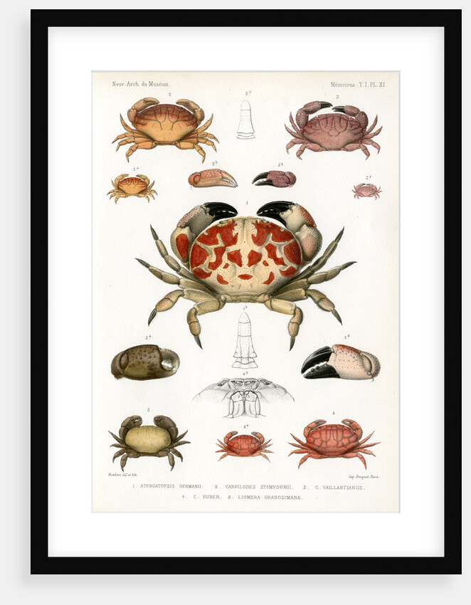 Crabs by Alois Humbert