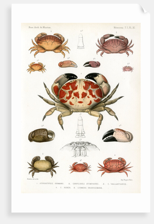 Crabs by Alois Humbert