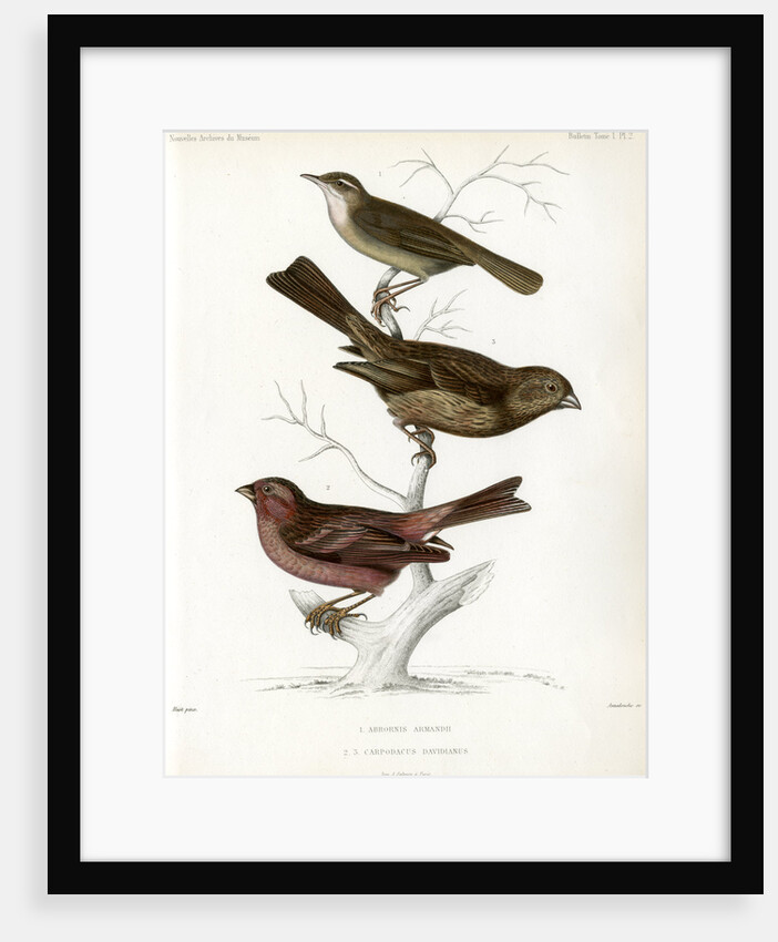 Yellow-streaked warbler and Chinese beautiful rosefinch by Christophe Annedouche