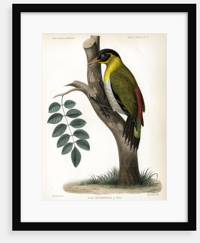 Black-headed woodpecker by J Huet