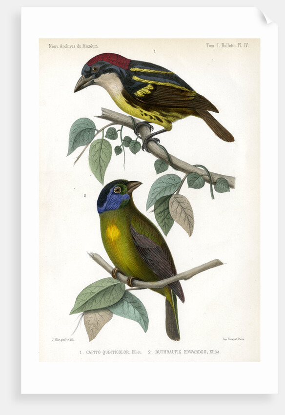 Five-coloured barbet and Moss-backed tanager by J Huet