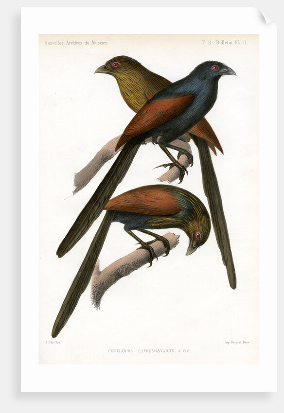 Malagasy coucal by J Huet