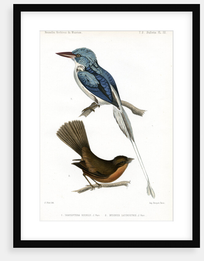 Biak paradise kingfisher and Lesser Antillean pewee by J Huet