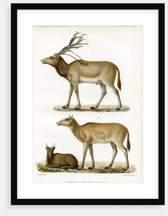 Père David's deer by J Huet