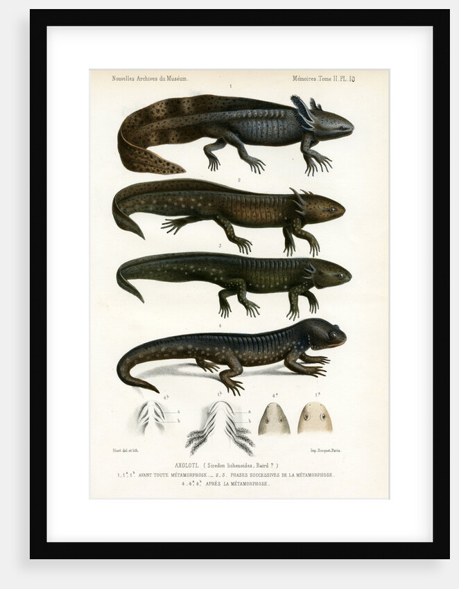 Barred tiger salamander by J Huet