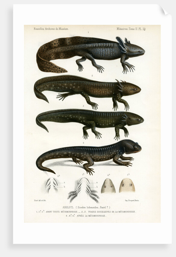 Barred tiger salamander by J Huet