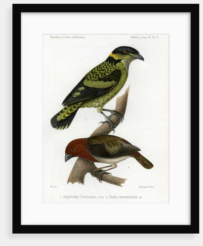 Scaled fruiteater and Red-headed fody by J Huet