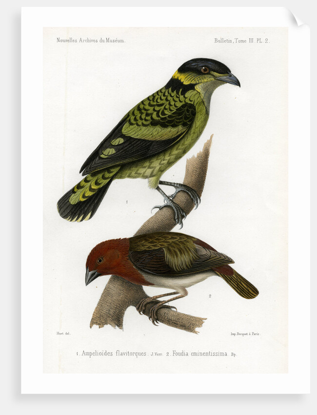 Scaled fruiteater and Red-headed fody by J Huet