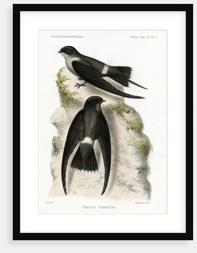 Malagasy spinetail by J Huet