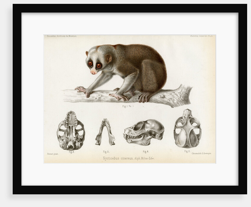 Bengal slow lorus by Marie Firmin Bocourt