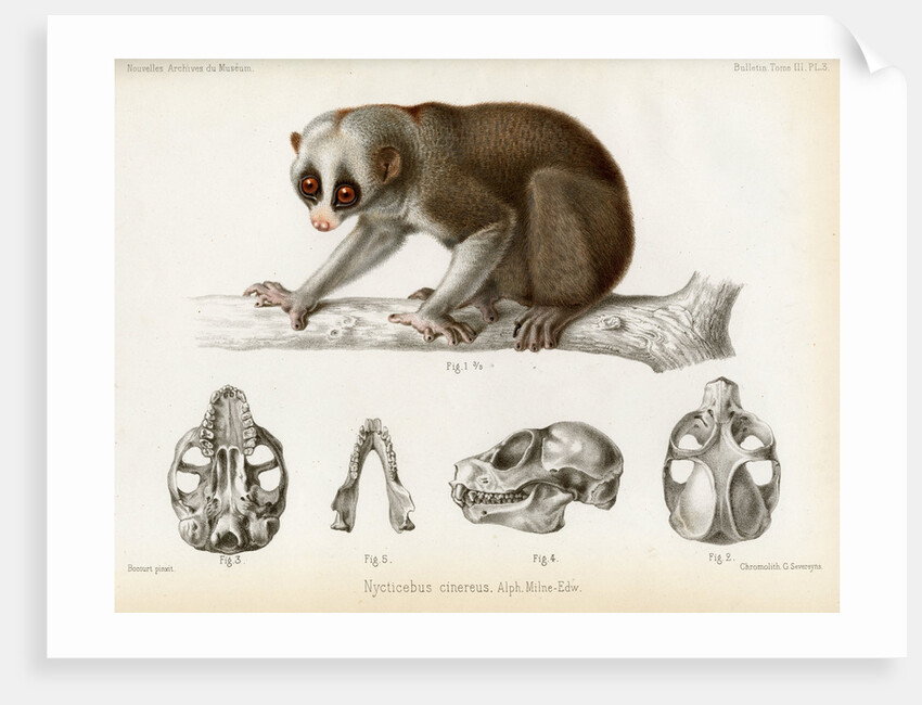 Bengal slow lorus by Marie Firmin Bocourt