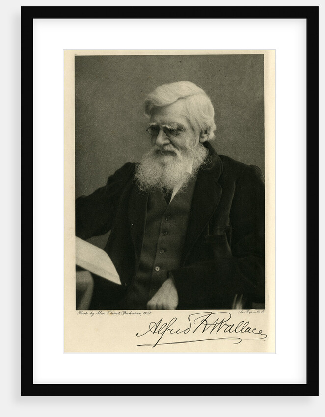 Portrait of Alfred Russel Wallace by Art Reproduction Company
