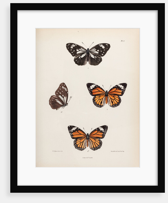 Tiger buttergly by Frederic C Moore