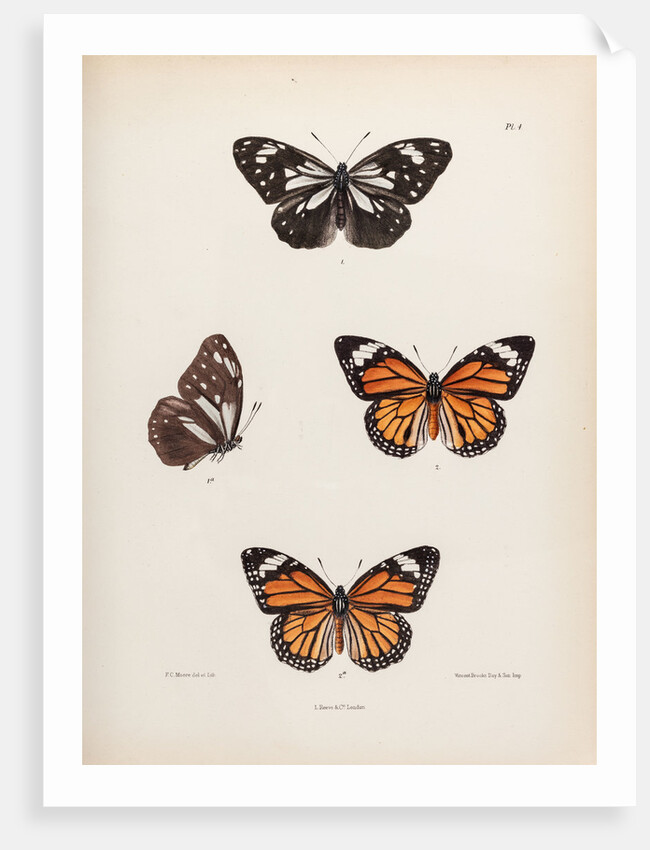 Tiger buttergly by Frederic C Moore