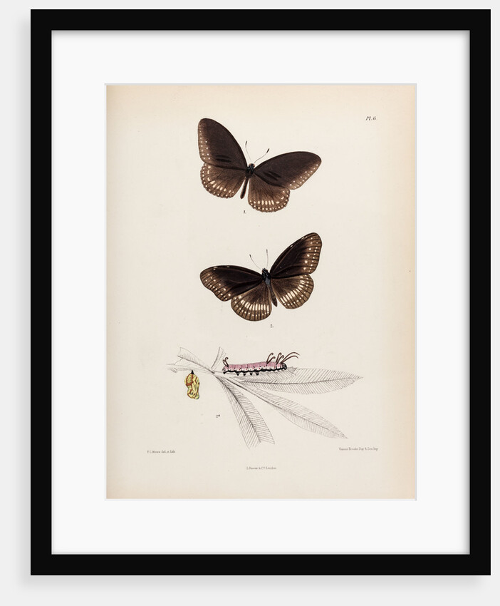 Double-branded crow butterfly by Frederic C Moore