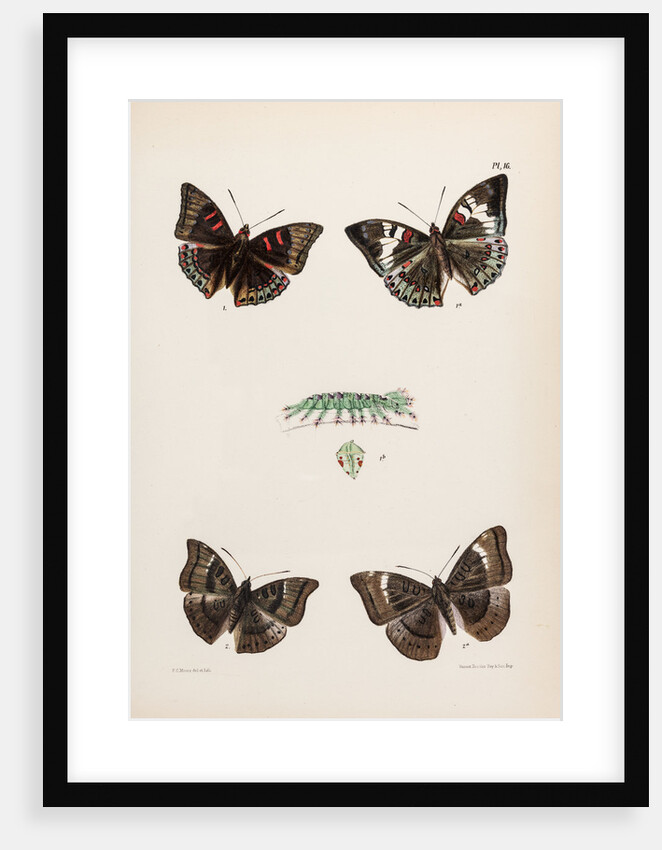 Baron butterflies by Frederic C Moore