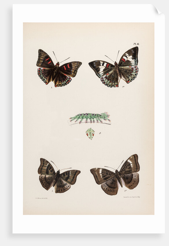 Baron butterflies by Frederic C Moore