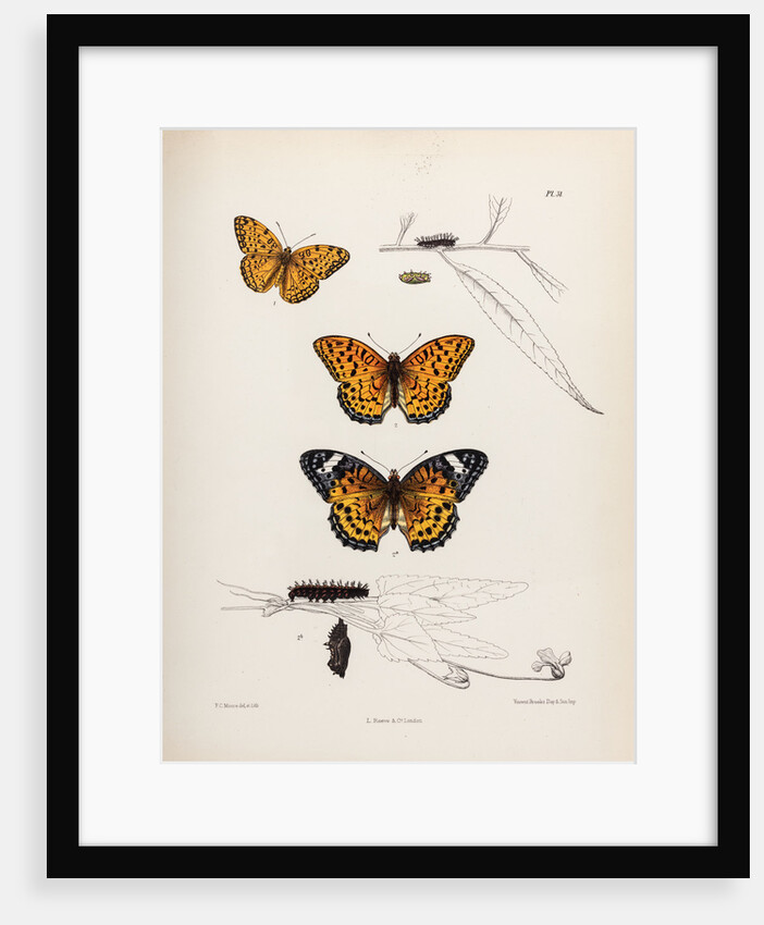 Butterflies and caterpillars by Frederic C Moore