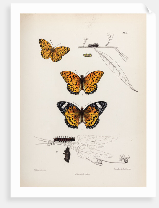 Butterflies and caterpillars by Frederic C Moore