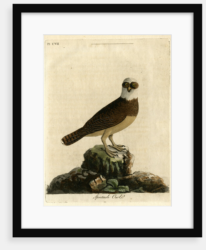 Spectacle owl' by John Latham