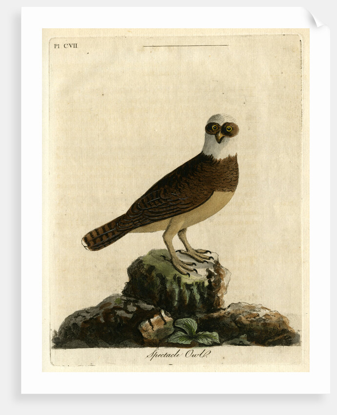 Spectacle owl' by John Latham