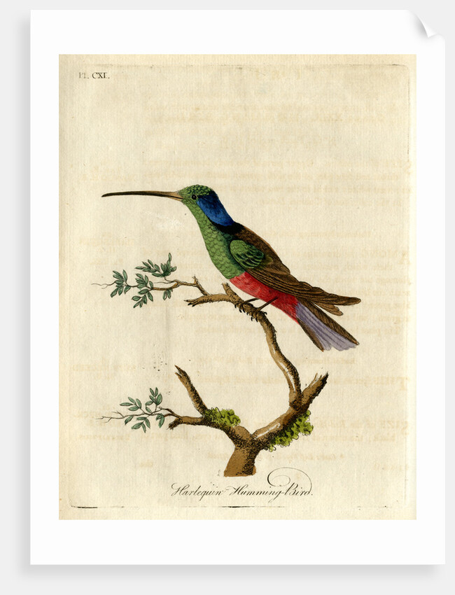 ‘Harlequin humming-bird’ by John Latham