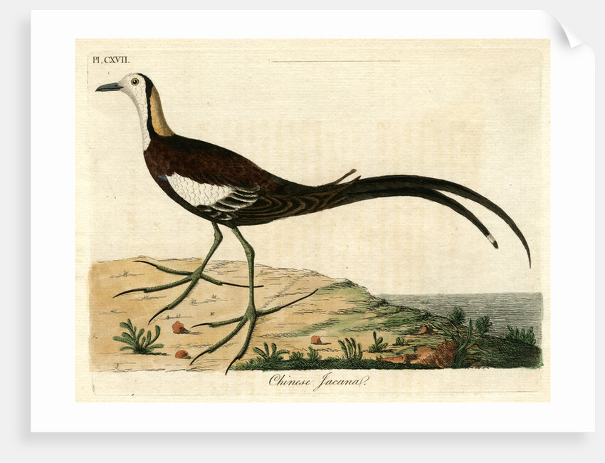 ‘Chinese jacana’ by John Latham