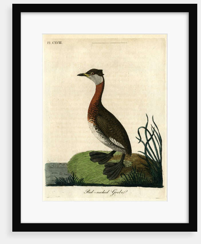 ‘Red-necked grebe’ by John Latham