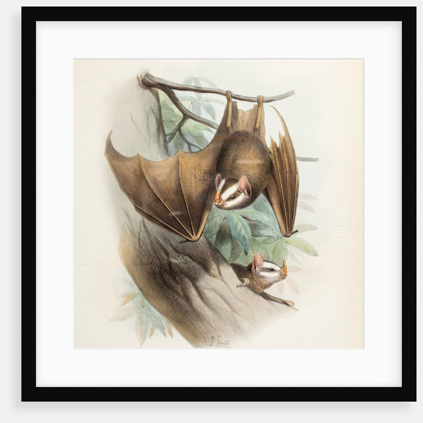 Salvin's big-eyed bat by Joseph Smit