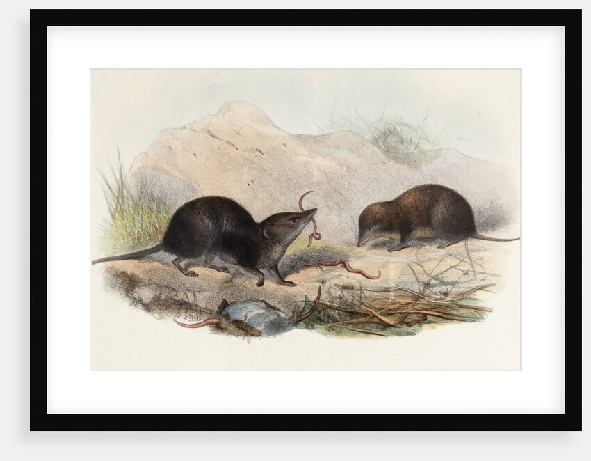 Shrews by Joseph Smit