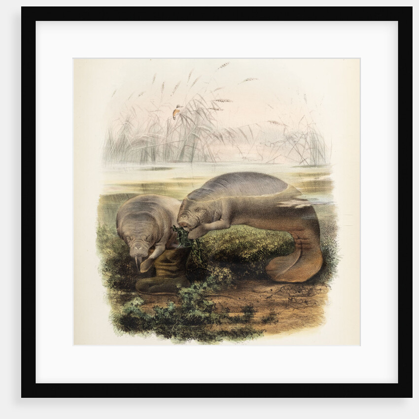 Manatees by Joseph Smit