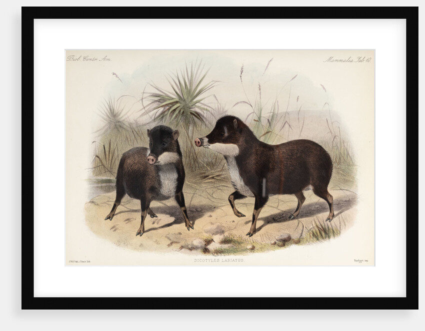 White-lipped peccary by Joseph Smit