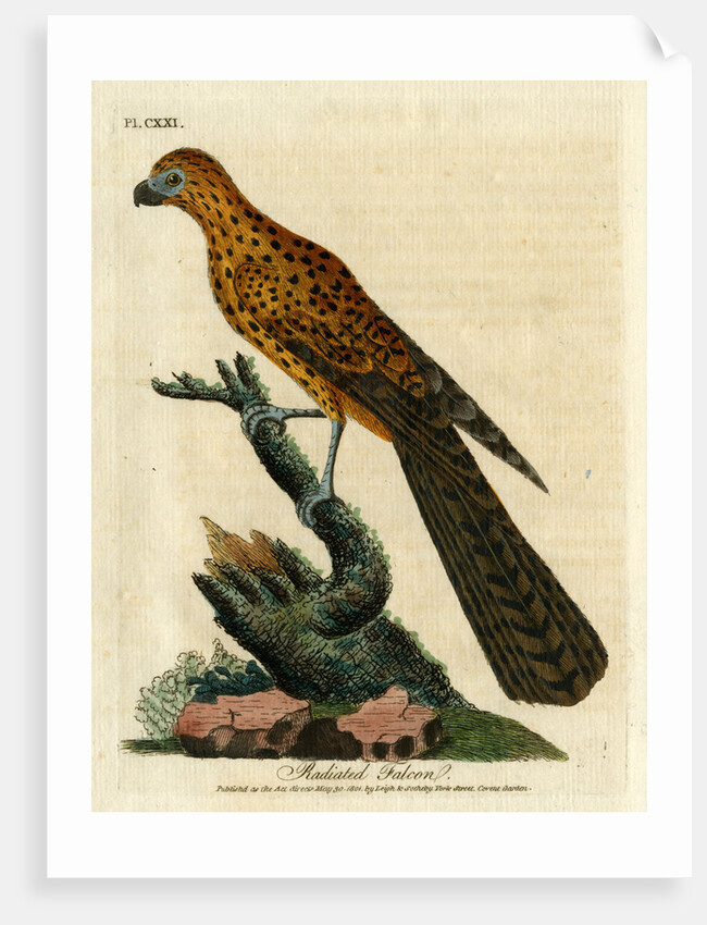 ‘Radiated falcon’ by John Latham