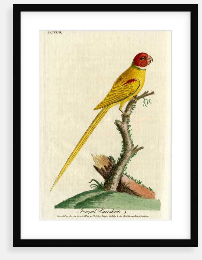 ‘Jongquil parrakeet’ by John Latham