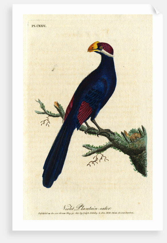 ‘Violet Plantain-eater’ by John Latham