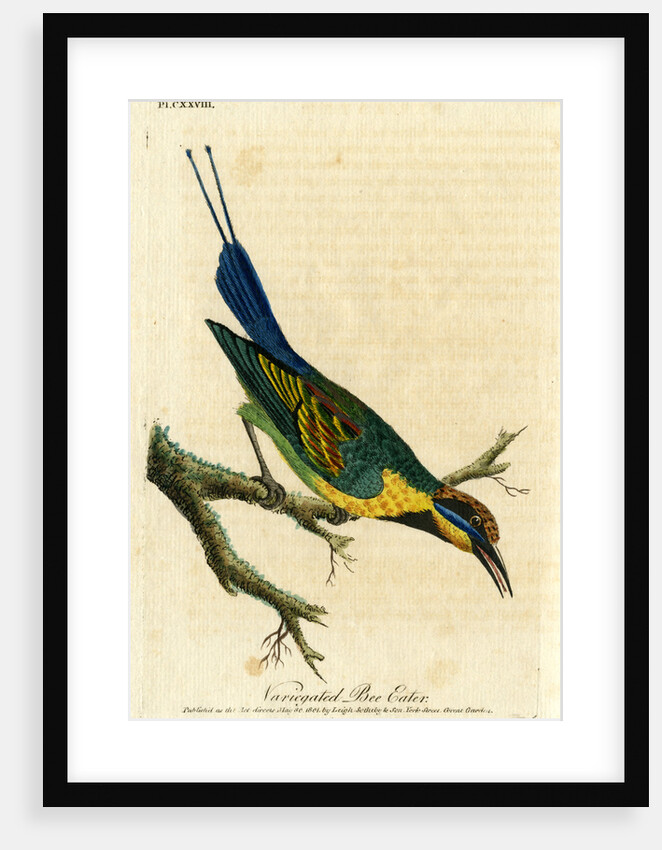 ‘Variegated bee eater’ by John Latham