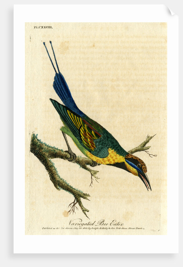 ‘Variegated bee eater’ by John Latham