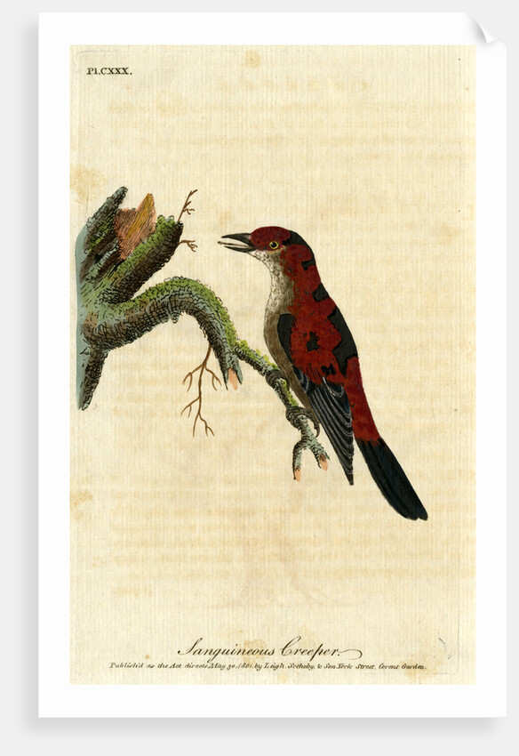 ‘Sanguineous creeper’ by John Latham