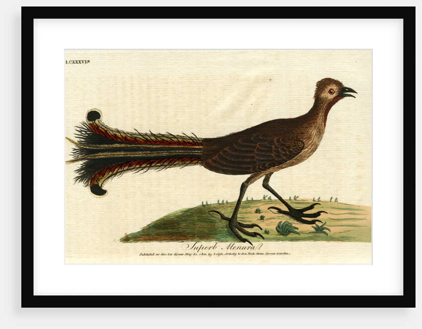 ‘American rhea’ by John Latham