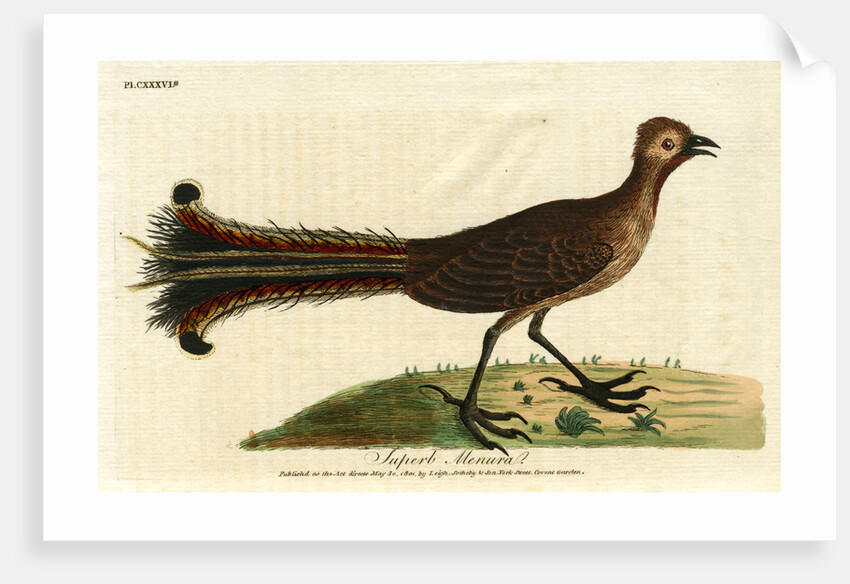 ‘American rhea’ by John Latham