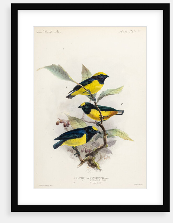 Yellow-crowned euphonia and fulvous-vented euphonia by Johannes Gerardus Keulemans