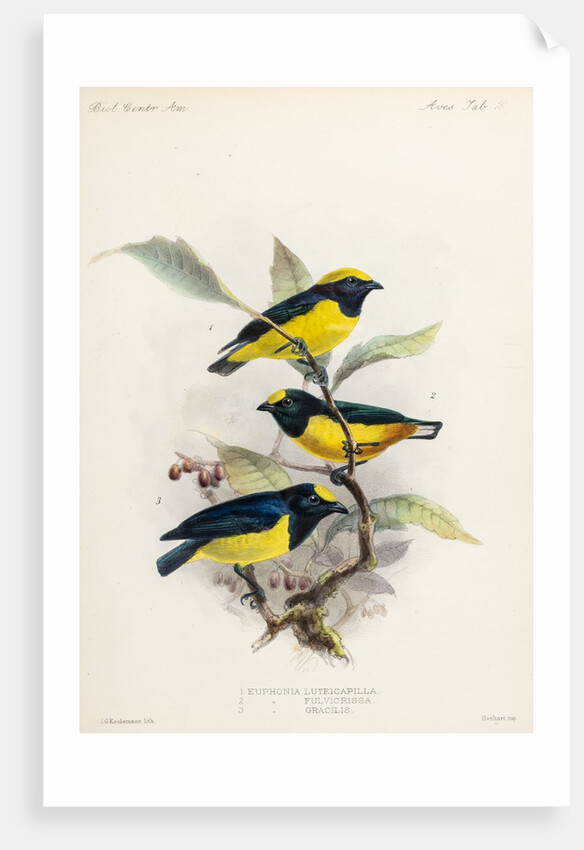 Yellow-crowned euphonia and fulvous-vented euphonia by Johannes Gerardus Keulemans