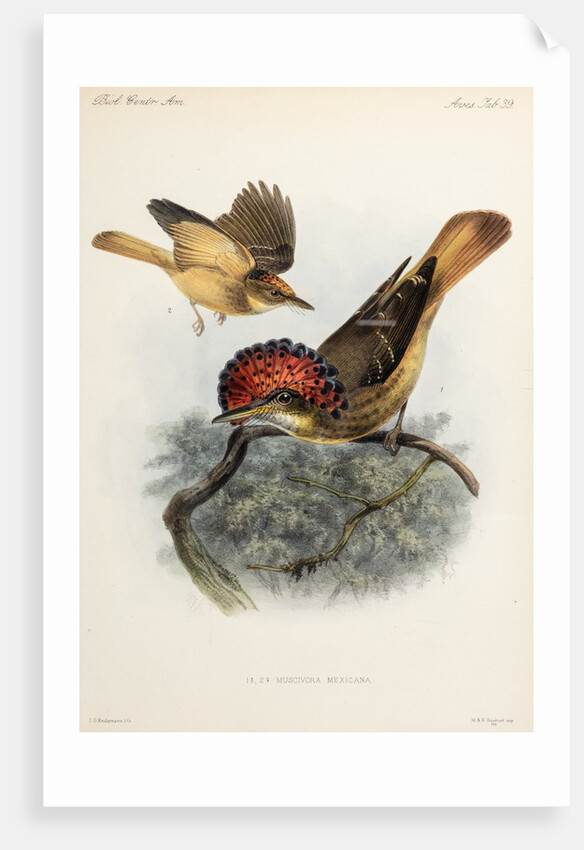 Northern royal flycatcher by Johannes Gerardus Keulemans