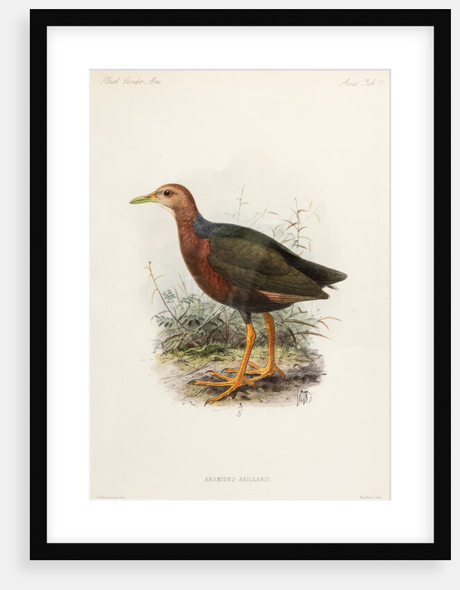 Rufus-necked wood rail by Johannes Gerardus Keulemans