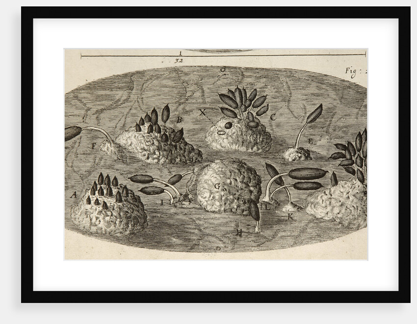 Microscopic view of blight on a rose leaf by Robert Hooke