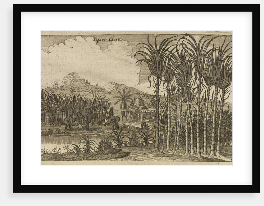 'Sugar canes' by Wenceslaus Hollar