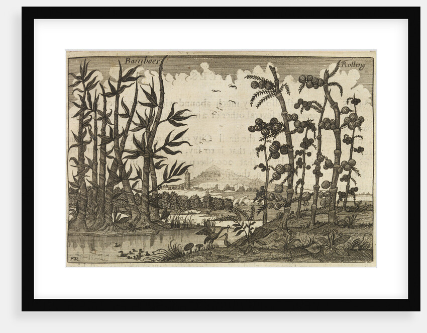 Bamboes [Bamboo] by Wenceslaus Hollar