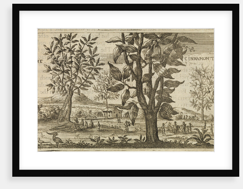 'The Cinnamon Tree' by Wenceslaus Hollar